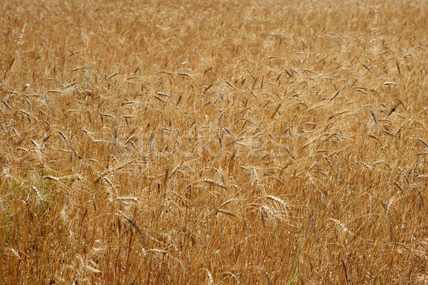 Golden yellow wheat cereal crop field texture Stock photo © lunamarina