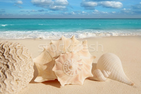 Foto d'archivio: Mare · conchiglie · starfish · tropicali · sabbia · turchese