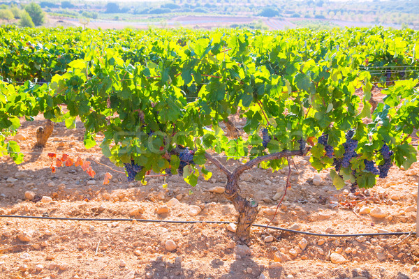 Bobal Wine grapes in vineyard raw ready for harvest Stock photo © lunamarina