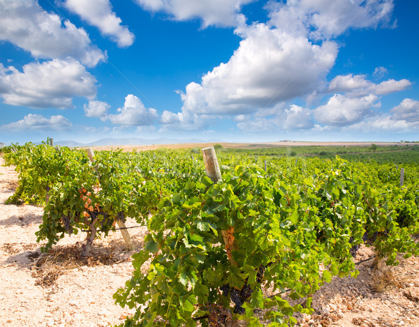 bobal wine grapes ready for harvest in Mediterranean Stock photo © lunamarina