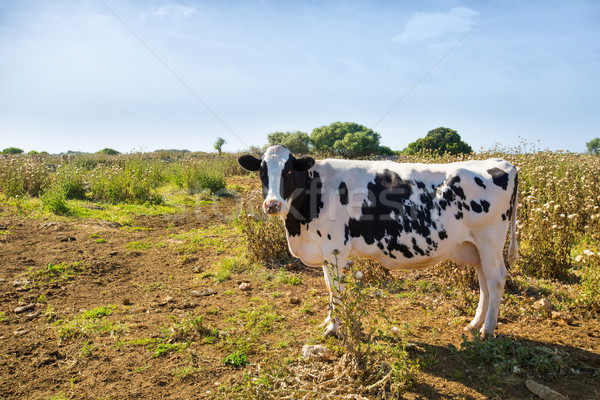 Menorca friesian cow grazing near Ciutadella Balearic Stock photo © lunamarina