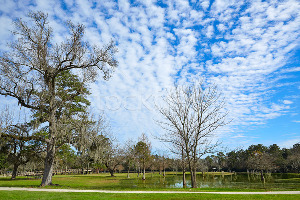 Park Houston Teksas bulutlar doğa ışık Stok fotoğraf © lunamarina