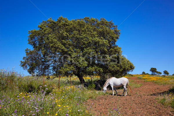 Dehesa grassland by via de la Plata way Spain Stock photo © lunamarina