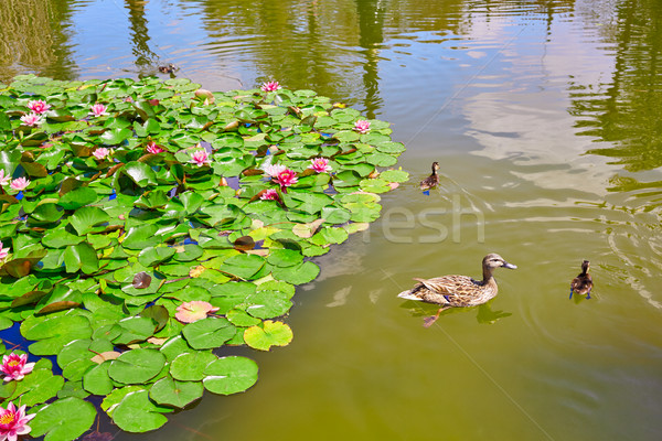 ストックフォト: 公園 · 庭園 · スペイン · アンダルシア · 水 · 建物