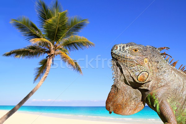 Foto d'archivio: Mexican · iguana · tropicali · Caraibi · spiaggia