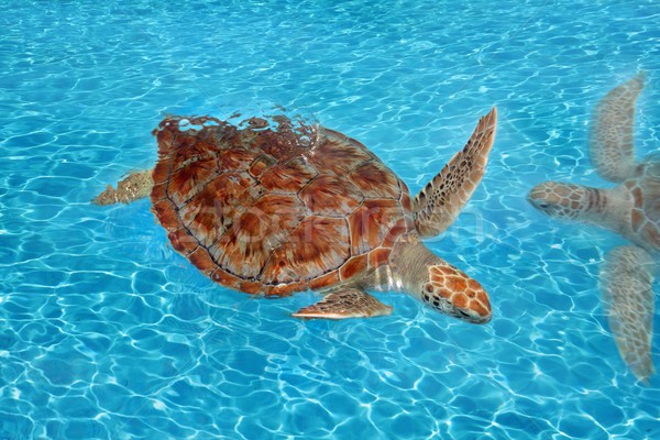 Zöld tenger teknős Karib víztükör víz Stock fotó © lunamarina