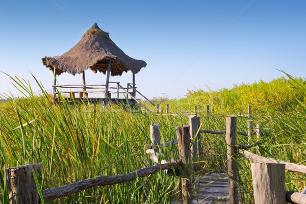 hut palapa in mangrove reed wetlands Stock photo © lunamarina