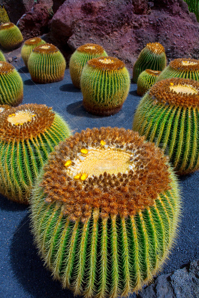 Lanzarote Guatiza cactus garden Echinocactus Macrocentra Stock photo © lunamarina