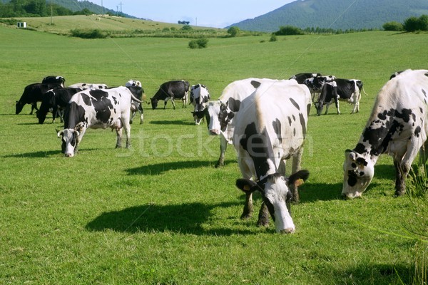 Cows on the meadow fresian cattle Stock photo © lunamarina