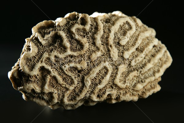 Brain coral stone macro detail closeup  studio shot Stock photo © lunamarina