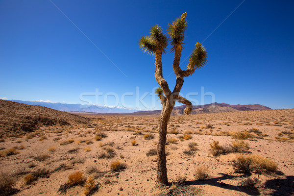 Death Valley joshua tree yucca plant Stock photo © lunamarina