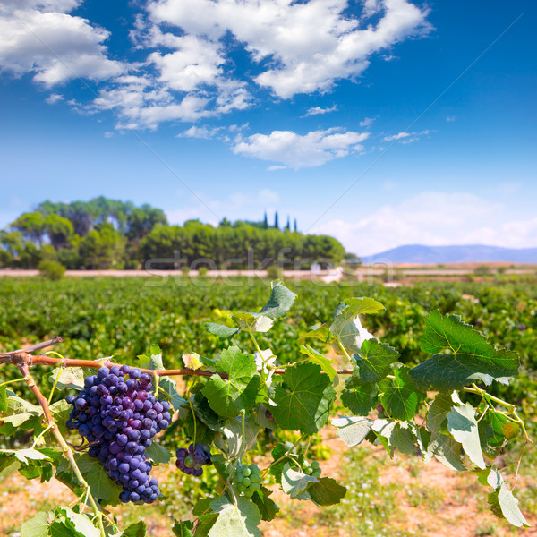 bobal wine grapes ready for harvest in Mediterranean Stock photo © lunamarina
