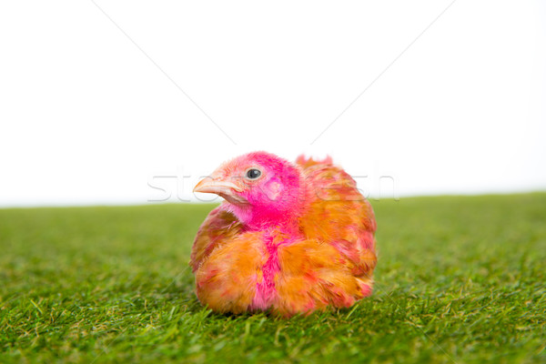 Poulet chiches poule rose peint gazon [[stock_photo]] © lunamarina