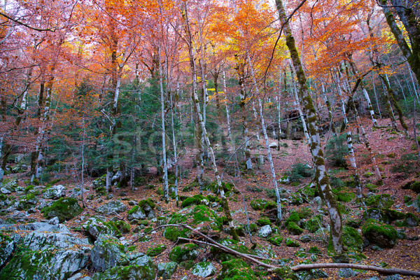 Autumn forest in Pyrenees Valle de Ordesa Huesca Spain Stock photo © lunamarina