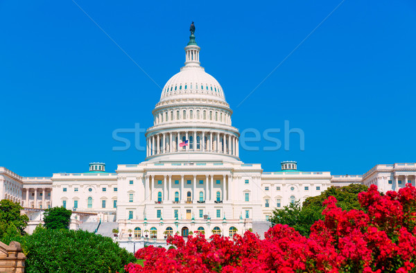 Gebäude Washington DC rosa Blumen USA Garten Stock foto © lunamarina