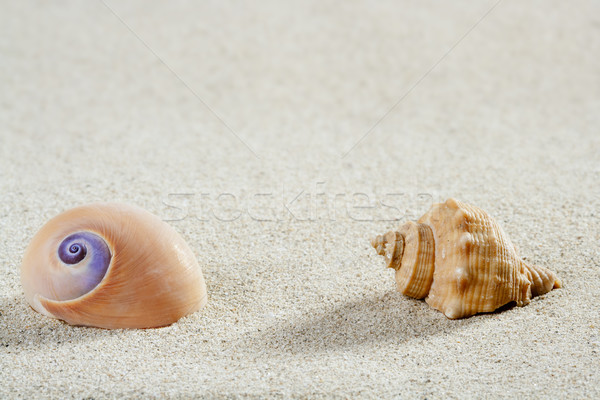 beach sea snail shell tropical white sand closeup Stock photo © lunamarina