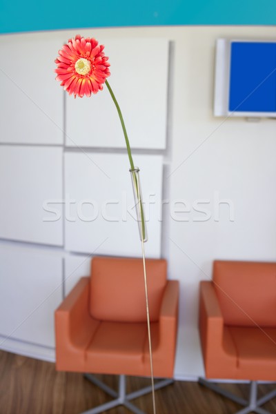 Foto stock: Moderno · escritório · entrada · laranja · flor · bom