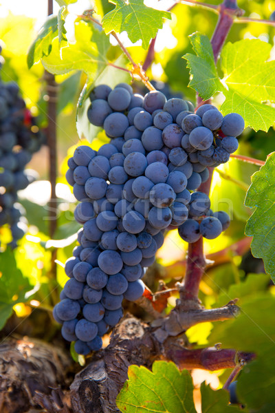 Bobal Wine grapes in vineyard raw ready for harvest Stock photo © lunamarina