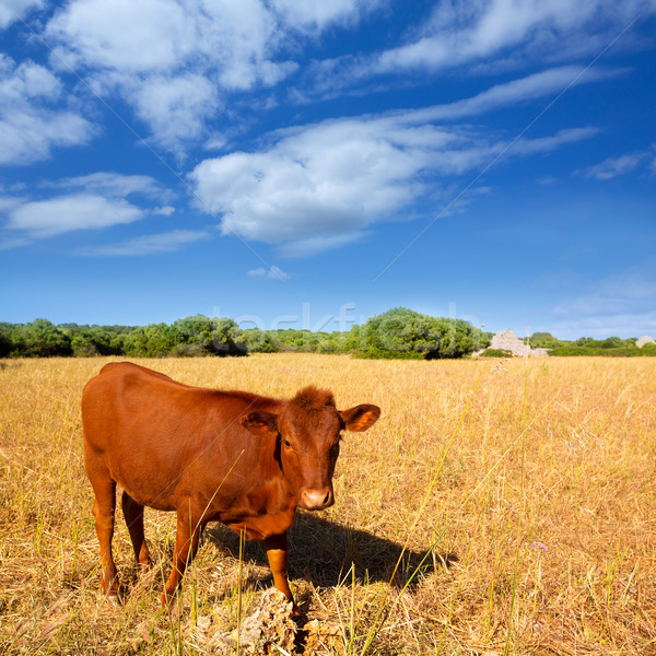 Stock photo: Menorca brown cow grazing in golden field near Ciutadella
