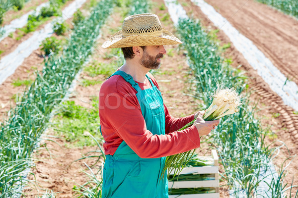 Farmer man harvesting onions in Mediterranean Stock photo © lunamarina