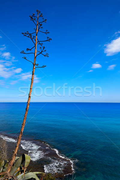 Plage eau nature paysage lumière mer [[stock_photo]] © lunamarina