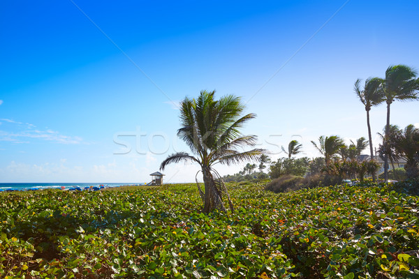 Strand Florida USA palmbomen wal water Stockfoto © lunamarina