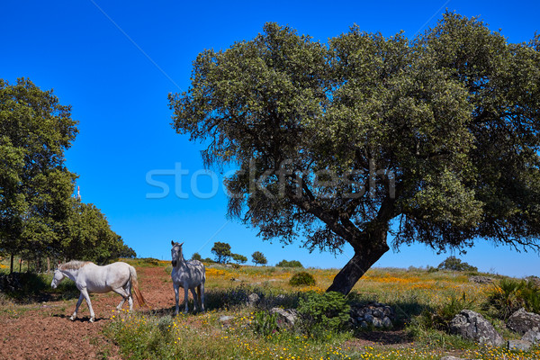 Dehesa grassland by via de la Plata way Spain Stock photo © lunamarina
