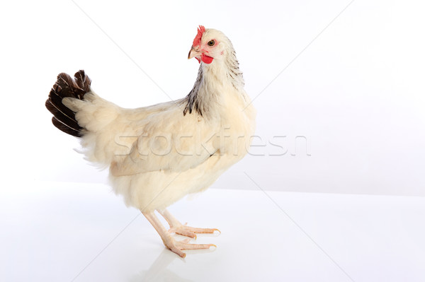 [[stock_photo]]: Sussex · poule · originale · Angleterre · blanche · nature