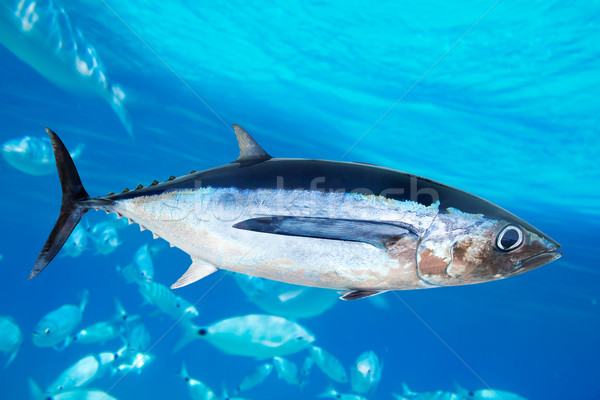 Albacore tuna fish Thunnus Alalunga Stock photo © lunamarina