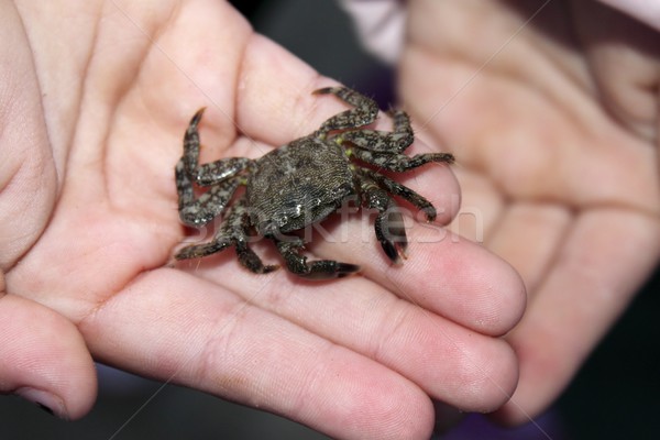 Stock photo: alive crab on children hands fearful of claws