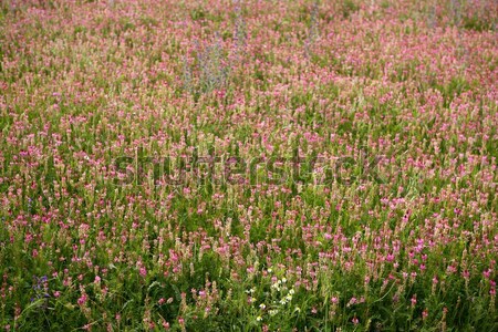 Beautiful Vicia Tinctoria pink flower plant used for natural dye, nature Stock photo © lunamarina