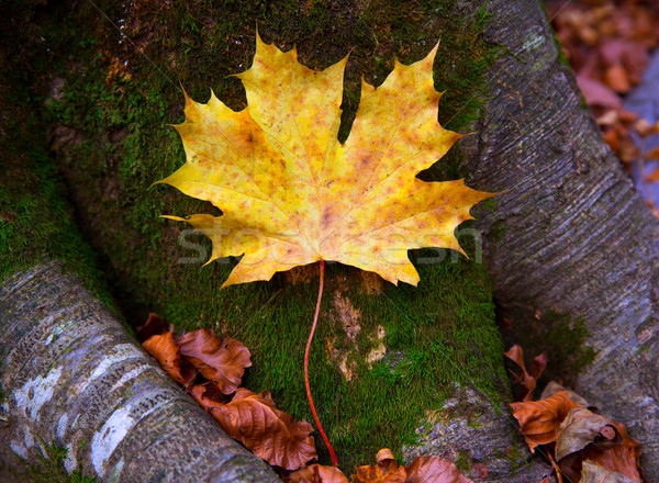 Autum alamo yellow leaf in a beech forest Pyrenees Ordesa Stock photo © lunamarina