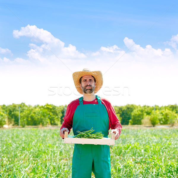Farmer man harvesting onions in orchard field Stock photo © lunamarina