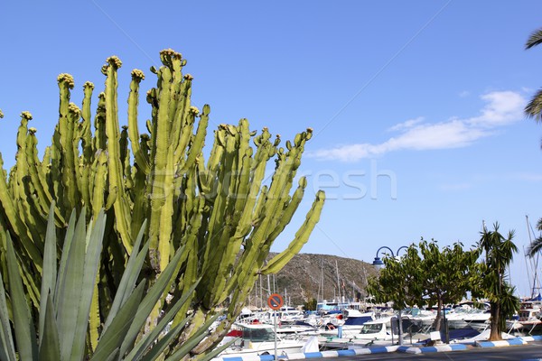 Moraira marina port view from cactus Stock photo © lunamarina