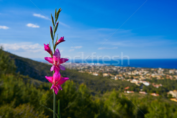 Spring pink flowers in Montgo with Denia skyline Stock photo © lunamarina