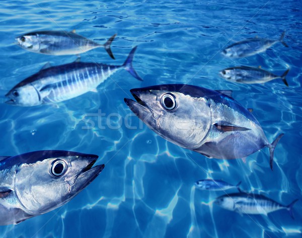 Ton peşte şcoală sub apă înot albastru Imagine de stoc © lunamarina