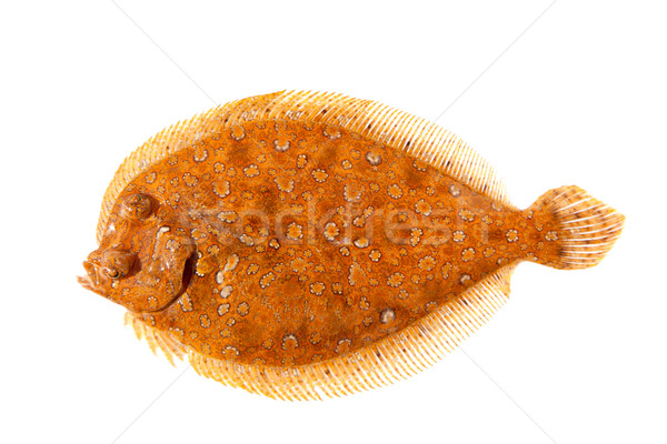 Trubot fish Psetta maxima  isolated on white Stock photo © lunamarina