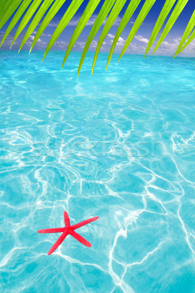 Foto stock: Starfish · verão · símbolo · praia · tropical · férias · de · verão · turquesa