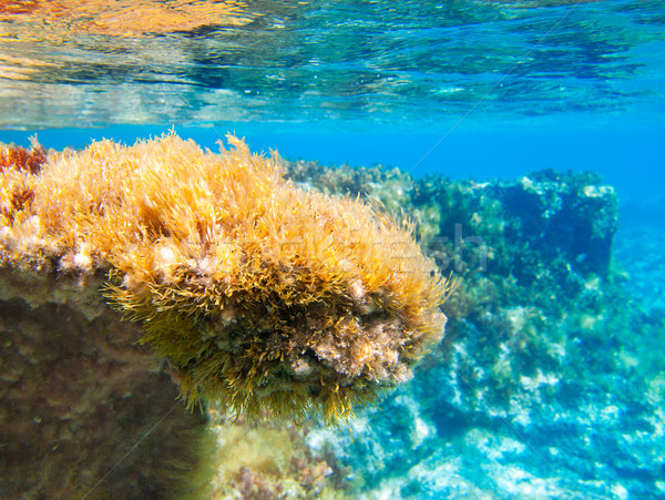 Ibiza Formentera underwater anemone seascape Stock photo © lunamarina