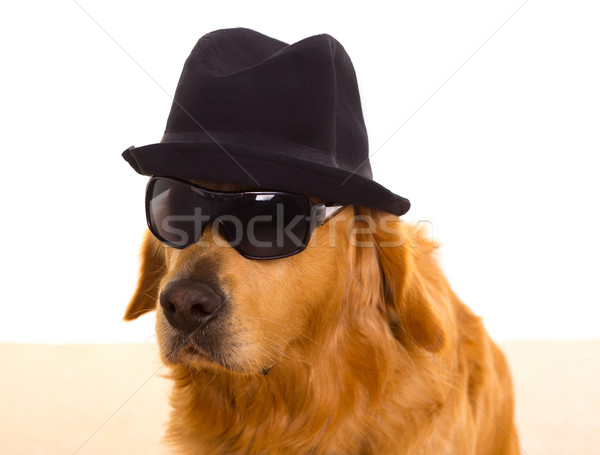 Dog as mafia gangster with black hat and sunglasses Stock photo © lunamarina