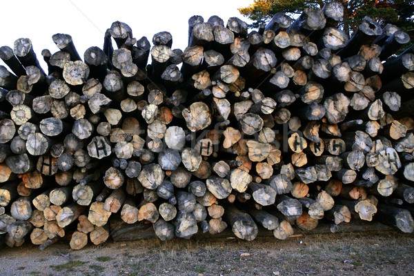 Background pattern of cut tree trunks  Stock photo © lunamarina