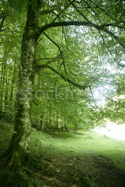 Zielone magic lasu lesie słońce Zdjęcia stock © lunamarina