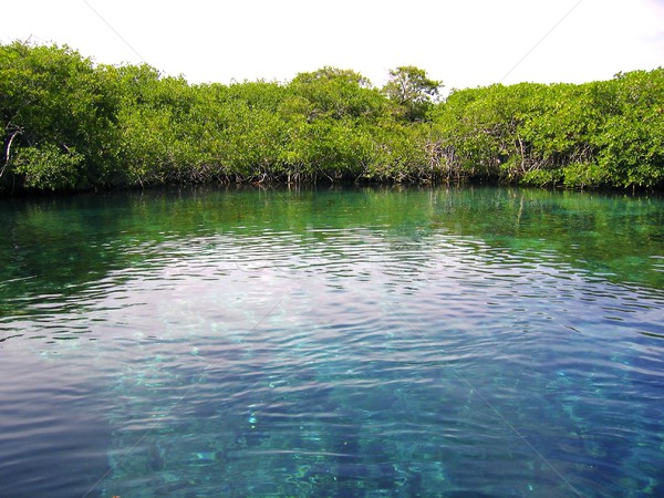 mangrove river in central america mexico Stock photo © lunamarina