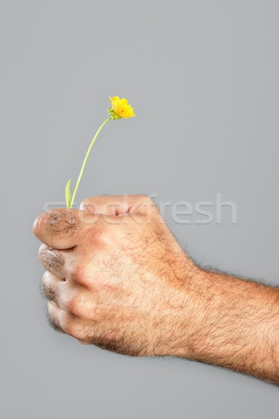 Kontraszt szőrös férfi kéz virág tavaszi virág Stock fotó © lunamarina