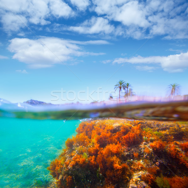 Marea mediterana sub apă alga Spania iarbă natură Imagine de stoc © lunamarina