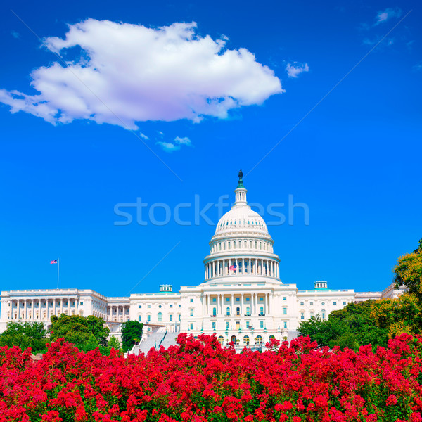 Capitol building Washington DC pink flowers USA Stock photo © lunamarina