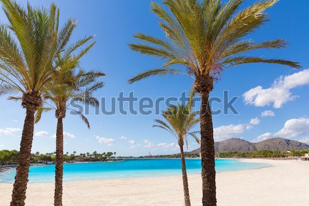 Platja de Alcudia beach in Mallorca Majorca Stock photo © lunamarina