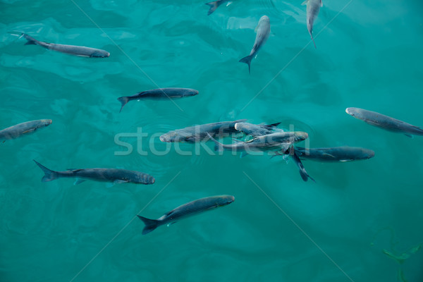 Grey mullet fishes in marina at Mediterranean Stock photo © lunamarina