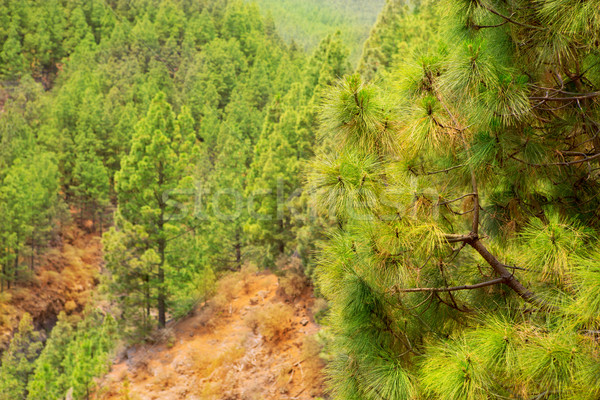 Parc tenerife canar pin natură copaci Imagine de stoc © lunamarina