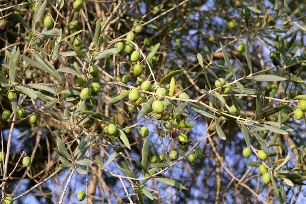 branch details with olives growing Stock photo © lunamarina